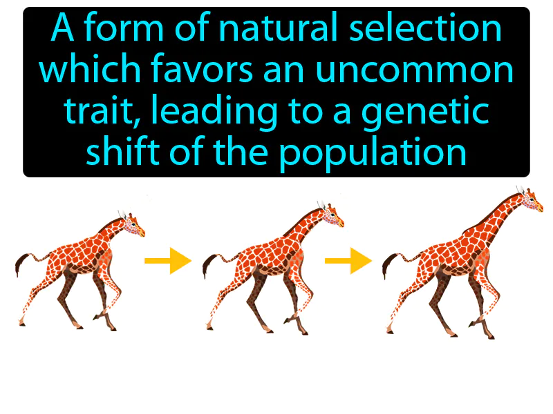 Directional Selection Definition Directional Selection Definition