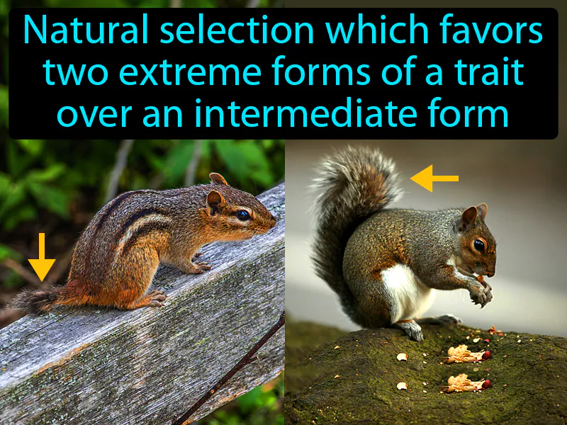 Disruptive Selection Definition Disruptive Selection Definition