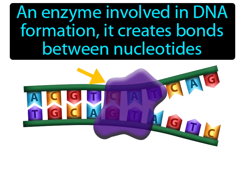 DNA Polymerase Definition DNA Polymerase Definition