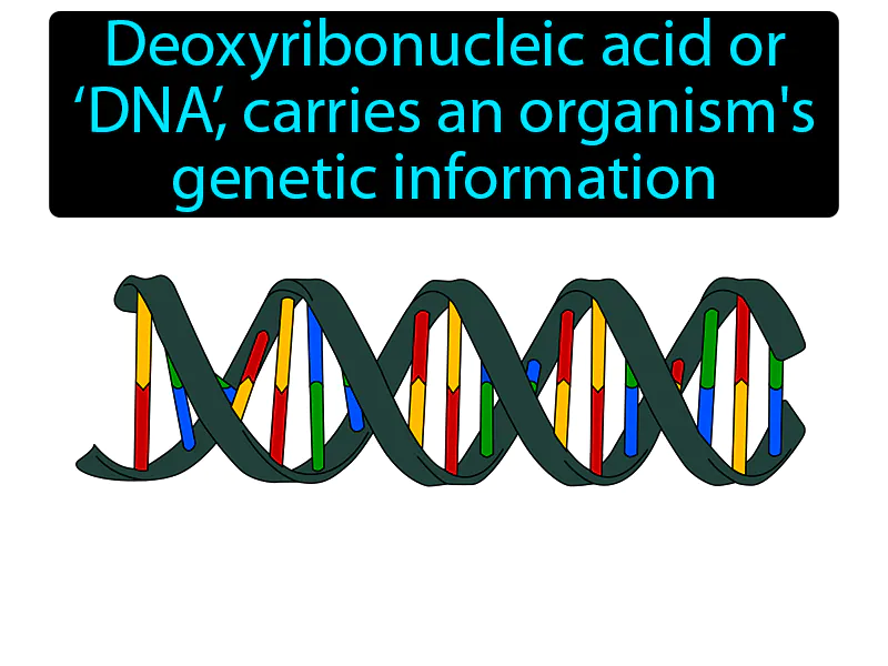 DNA Definition DNA Definition