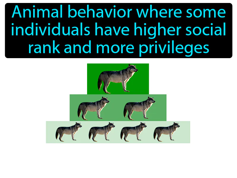 Dominance Hierarchy Definition Dominance Hierarchy Definition