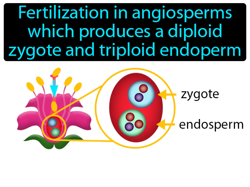 Double Fertilization Definition Double Fertilization Definition