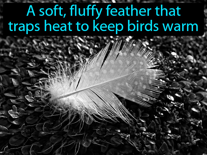 Down Feather Definition Down Feather Definition