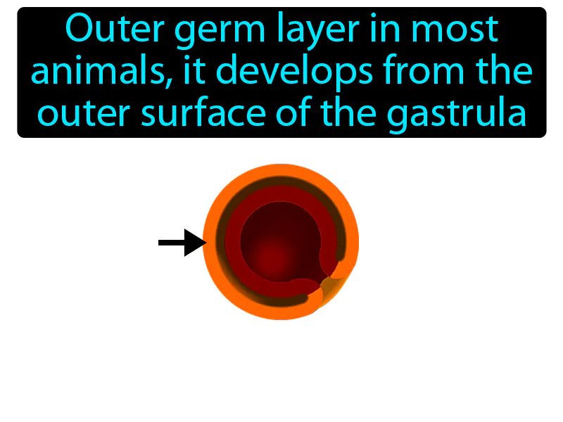 Ectoderm Definition Ectoderm Definition