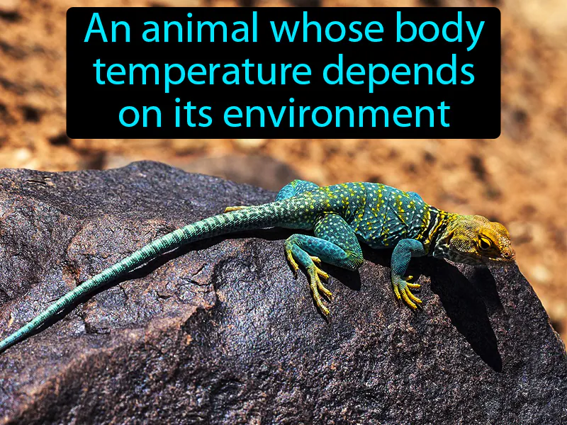 Ectotherm Definition Ectotherm Definition