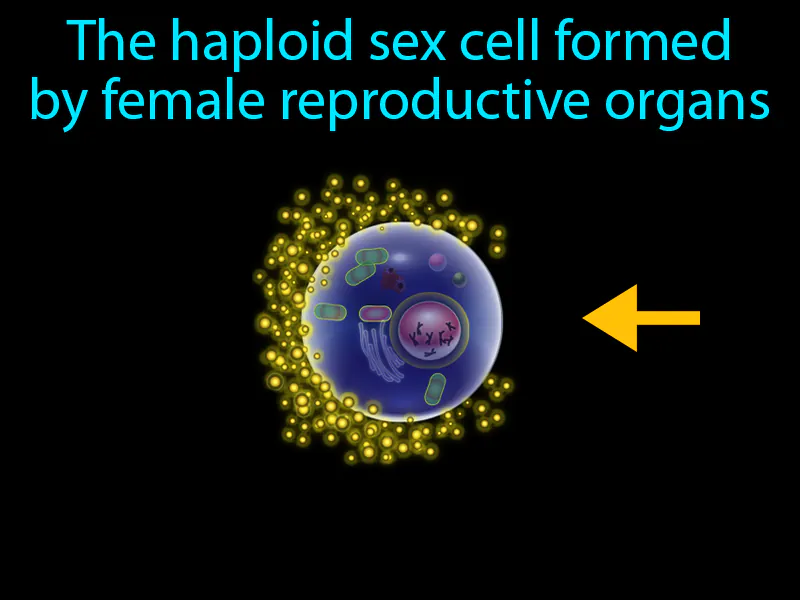 Egg Definition Egg Definition