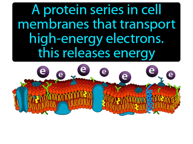 Electron Transport Chain Definition Electron Transport Chain Definition