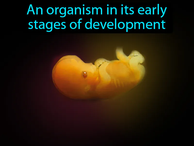 Embryo Definition Embryo Definition