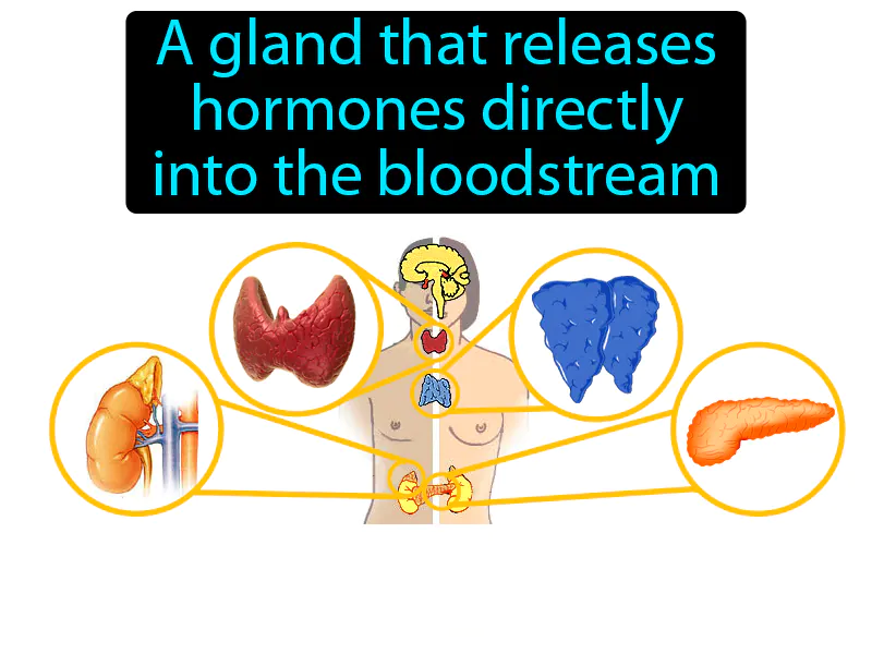 Endocrine Gland Definition Endocrine Gland Definition