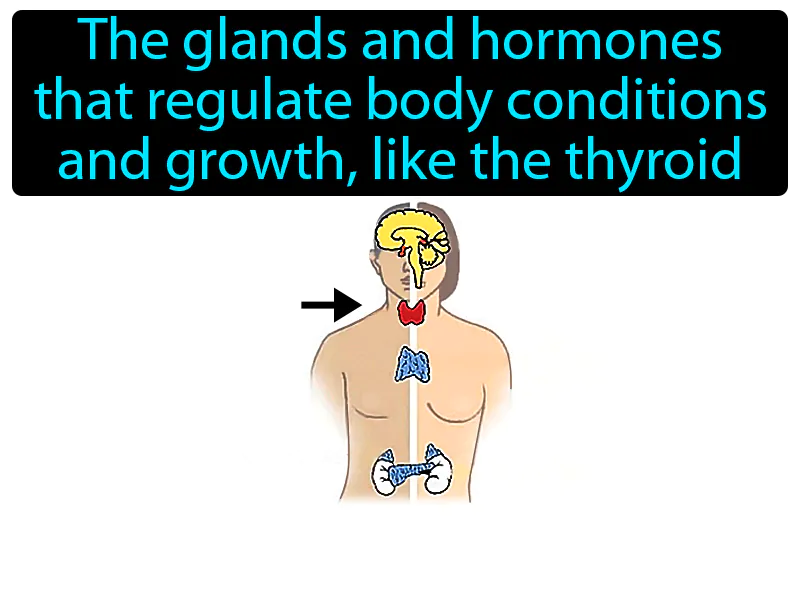 Endocrine System Definition Endocrine System Definition