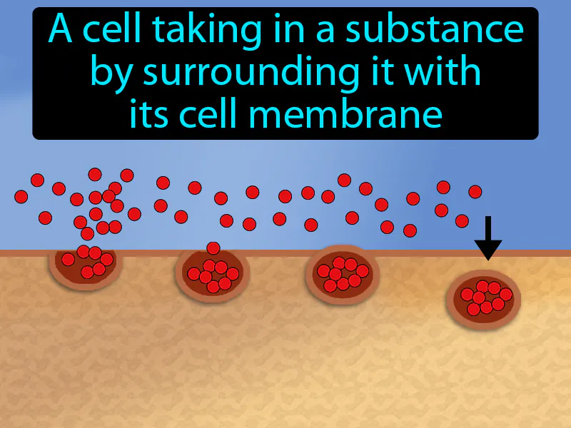 Endocytosis Definition Endocytosis Definition