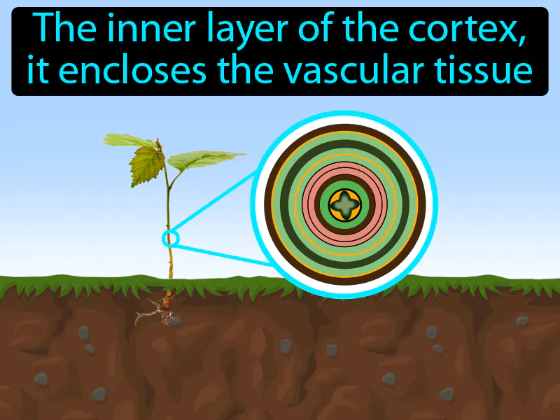 Endodermis Definition