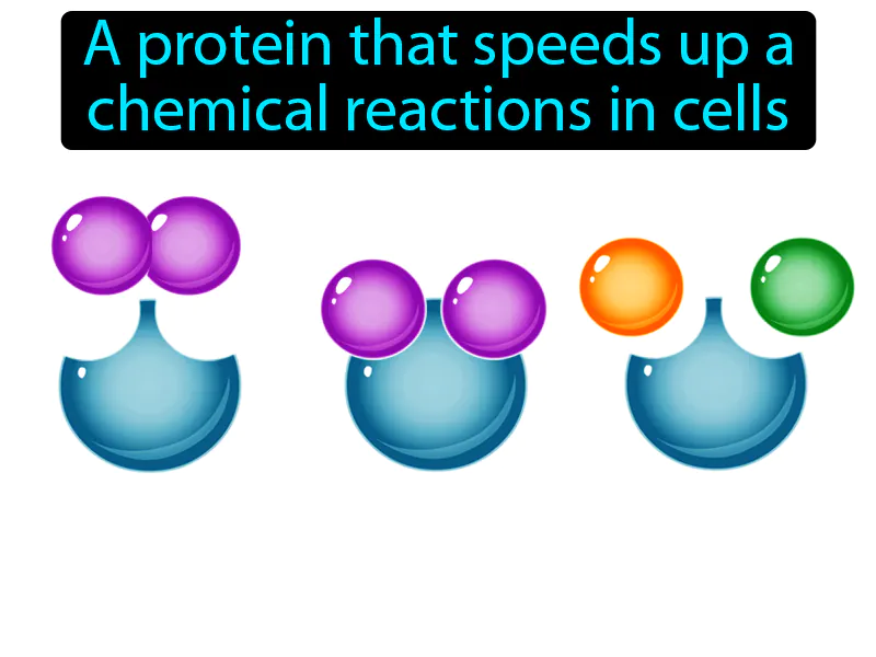 Enzyme Definition Enzyme Definition