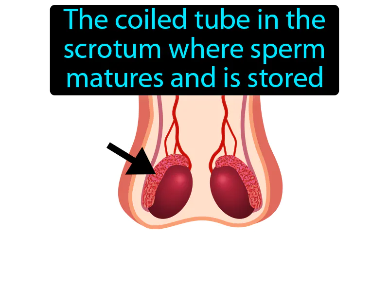 Epididymis Definition Epididymis Definition