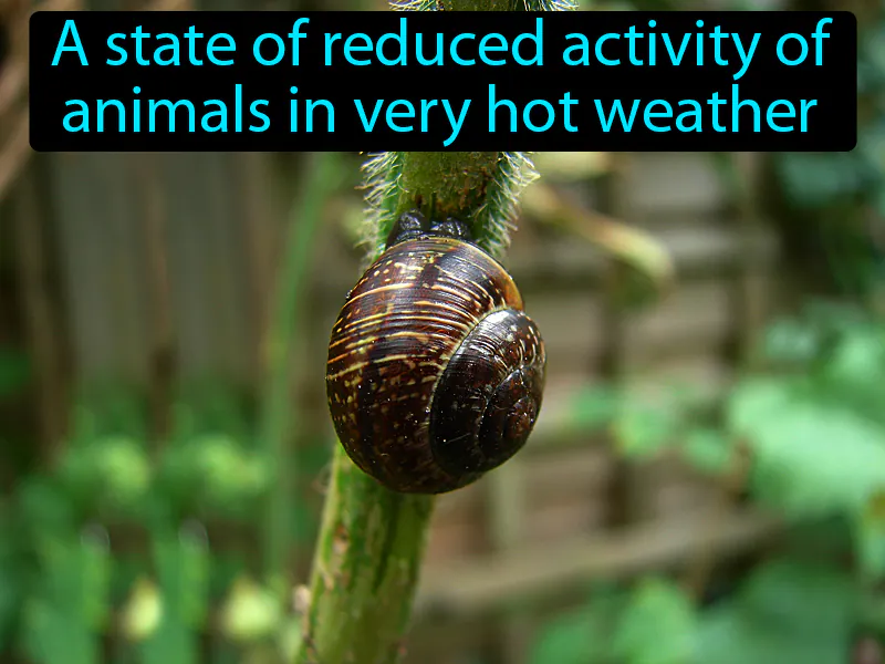 Estivation Definition Estivation Definition