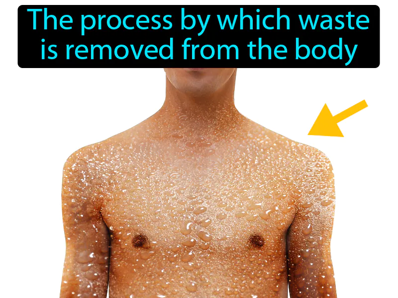Excretion Definition Excretion Definition