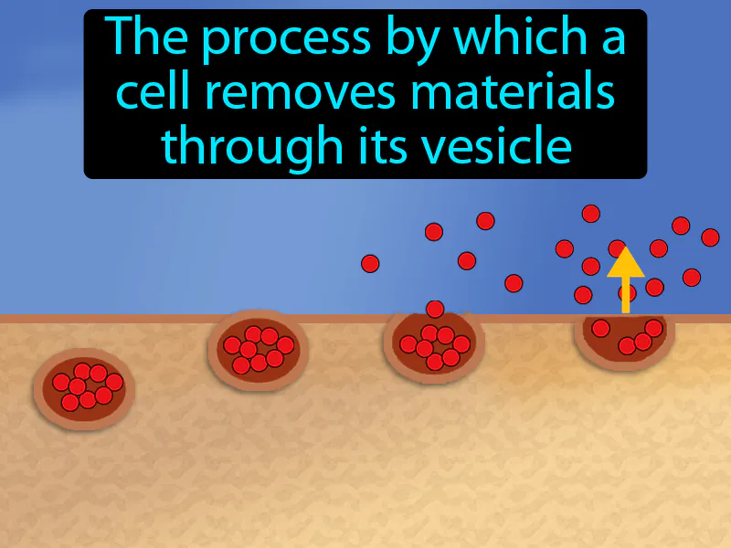 Exocytosis Definition Exocytosis Definition