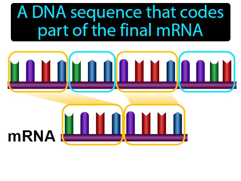 Exon Definition Exon Definition