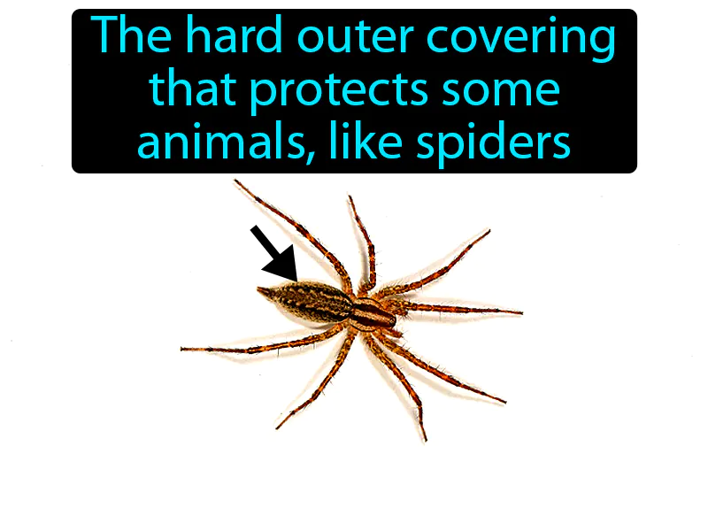 Exoskeleton Definition Exoskeleton Definition