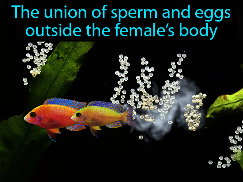 External Fertilization Definition External Fertilization Definition