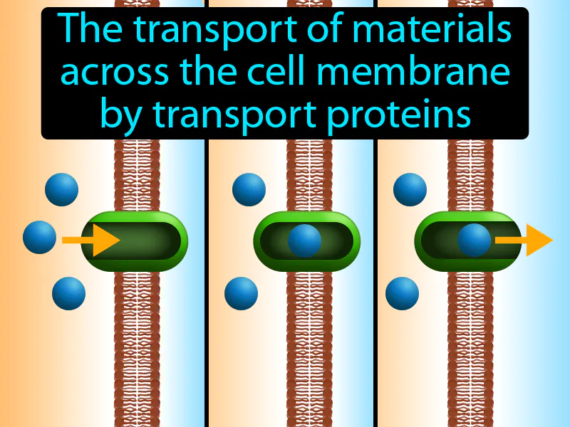 Facilitated Diffusion Definition Facilitated Diffusion Definition
