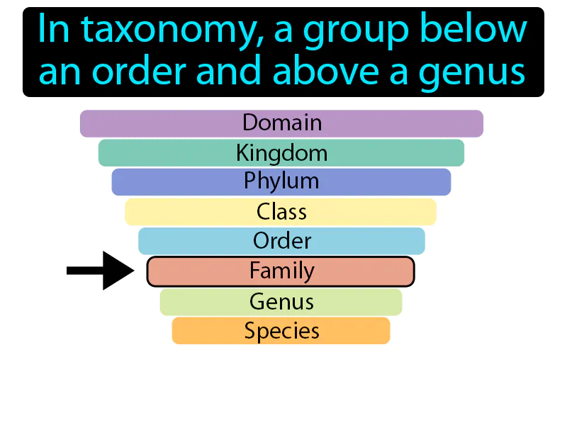 Family Definition Family Definition