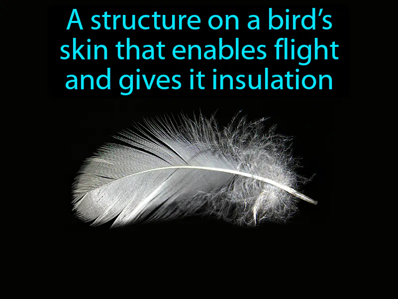 Feather Definition Feather Definition