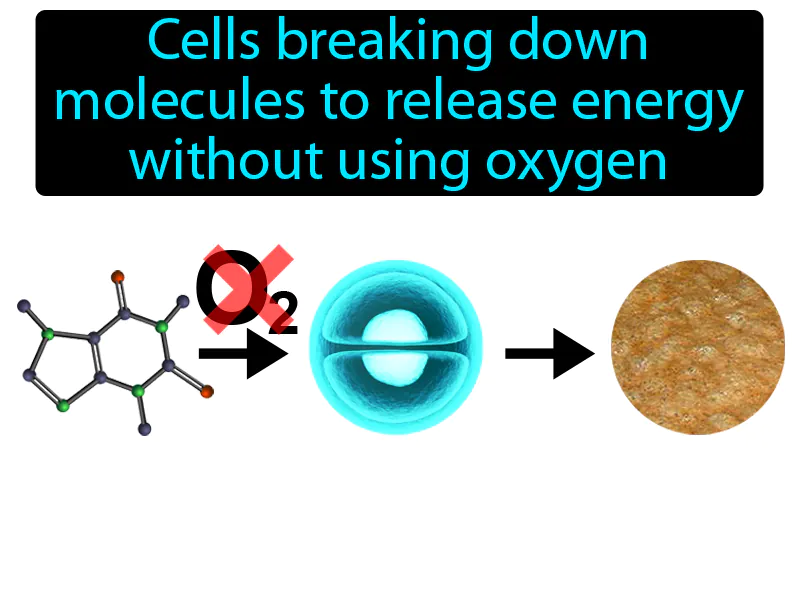 Fermentation Definition Fermentation Definition