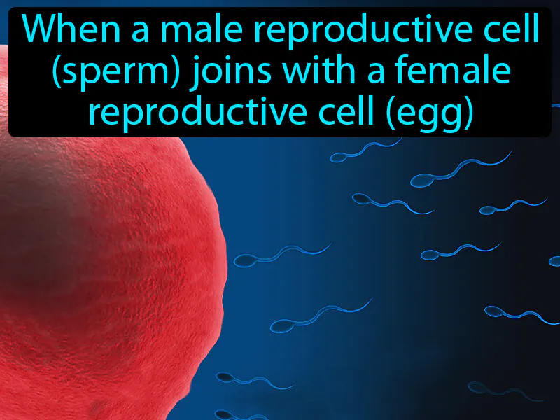Fertilization Definition Fertilization Definition