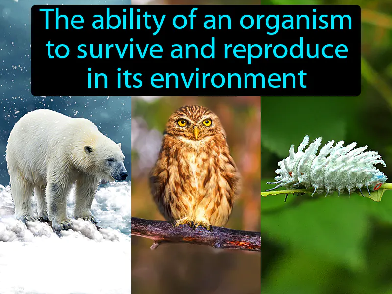 Fitness Definition Fitness Definition