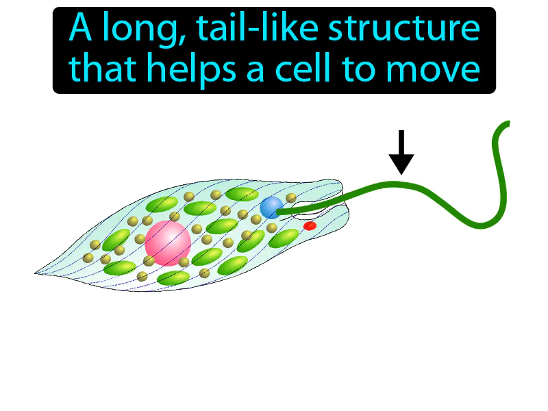 Flagellum Definition Flagellum Definition
