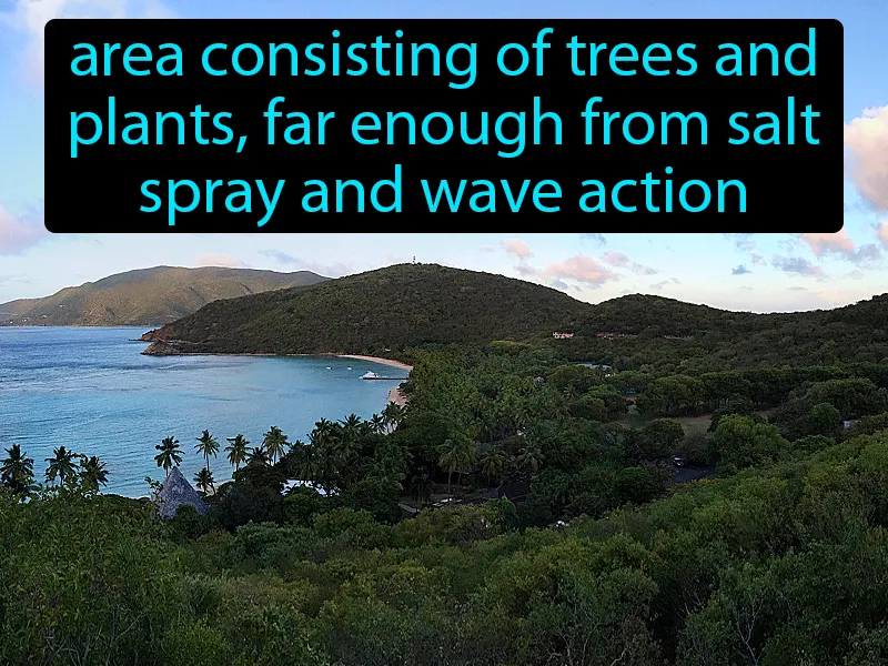 Forest Zone Definition Forest Zone Definition