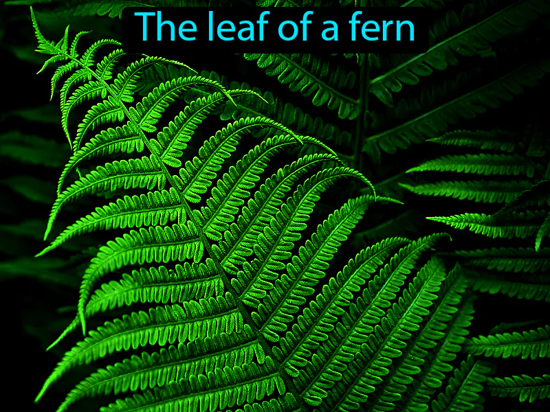 Frond Definition Frond Definition
