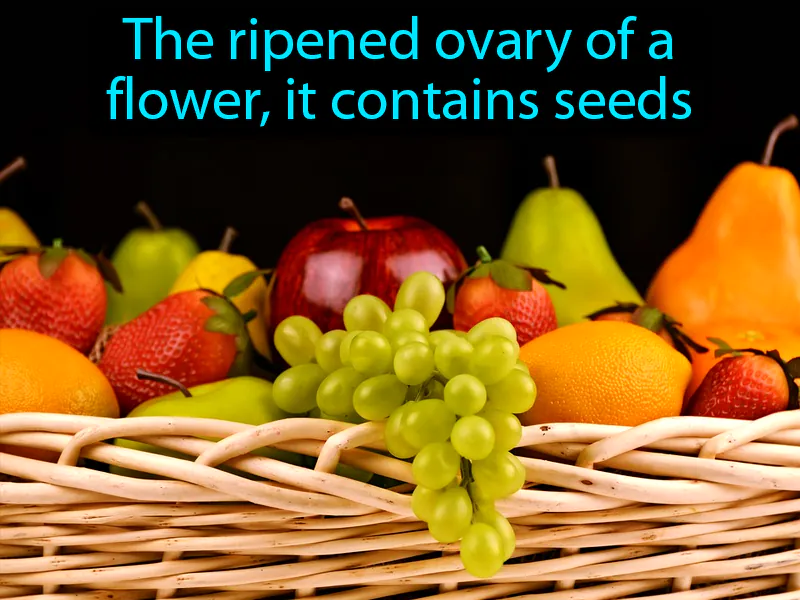 Fruit Definition Fruit Definition