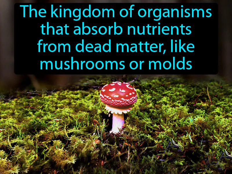 Fungi Definition Fungi Definition
