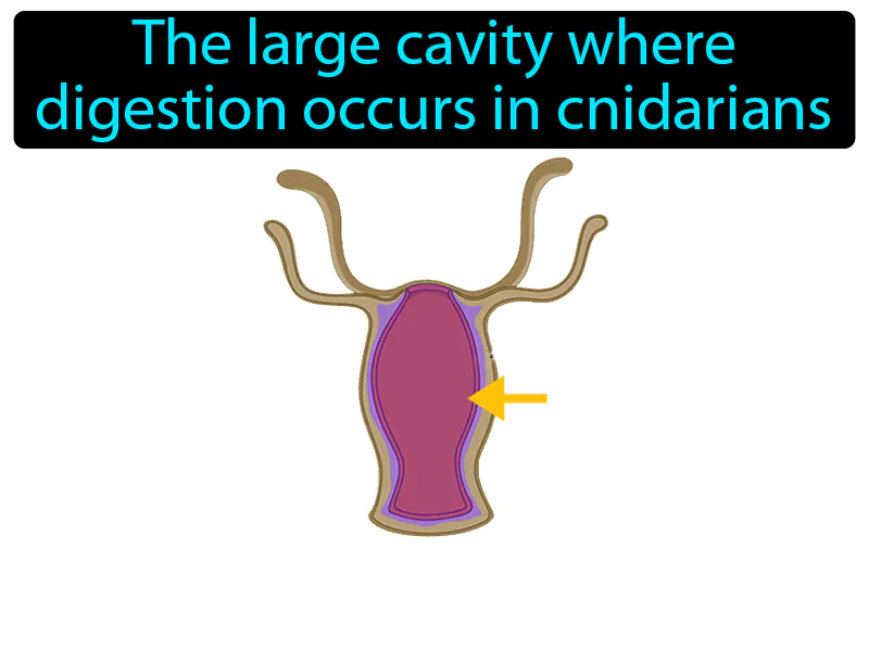 Gastrovascular Cavity Definition Gastrovascular Cavity Definition