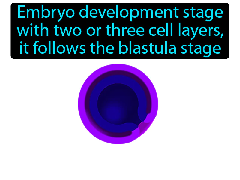 Gastrula Definition Gastrula Definition