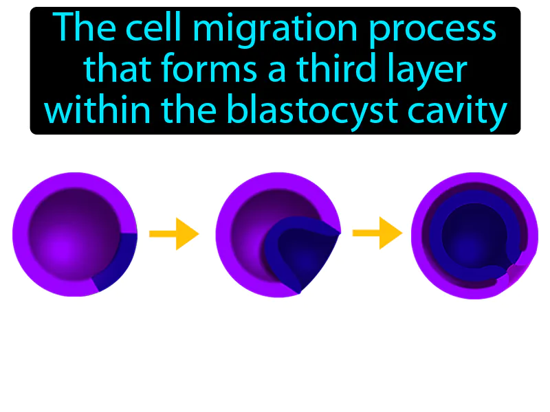 Gastrulation Definition Gastrulation Definition