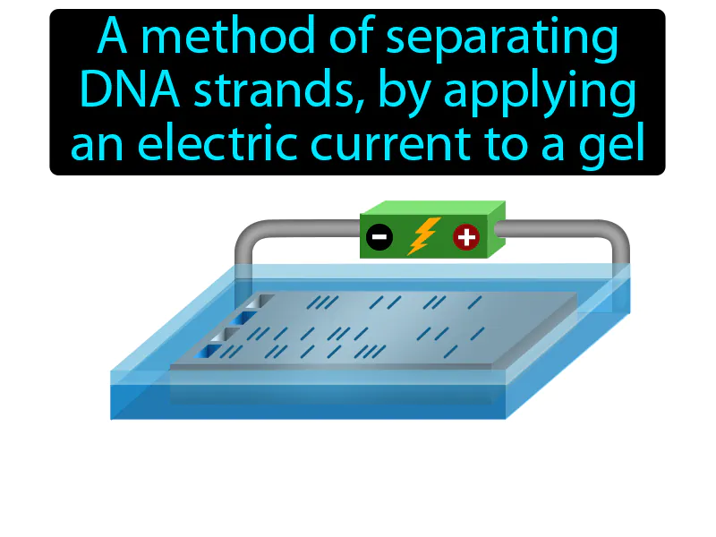 Gel Electrophoresis Definition Gel Electrophoresis Definition