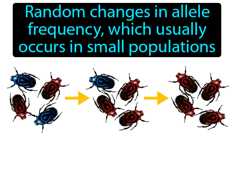 Genetic Drift Definition Genetic Drift Definition