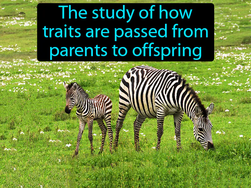 Genetics Definition Genetics Definition