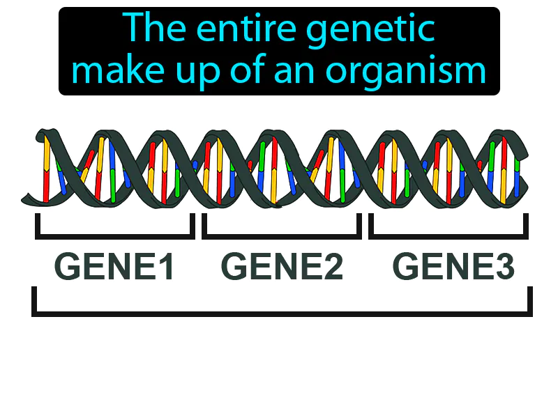 Genotype Definition Genotype Definition