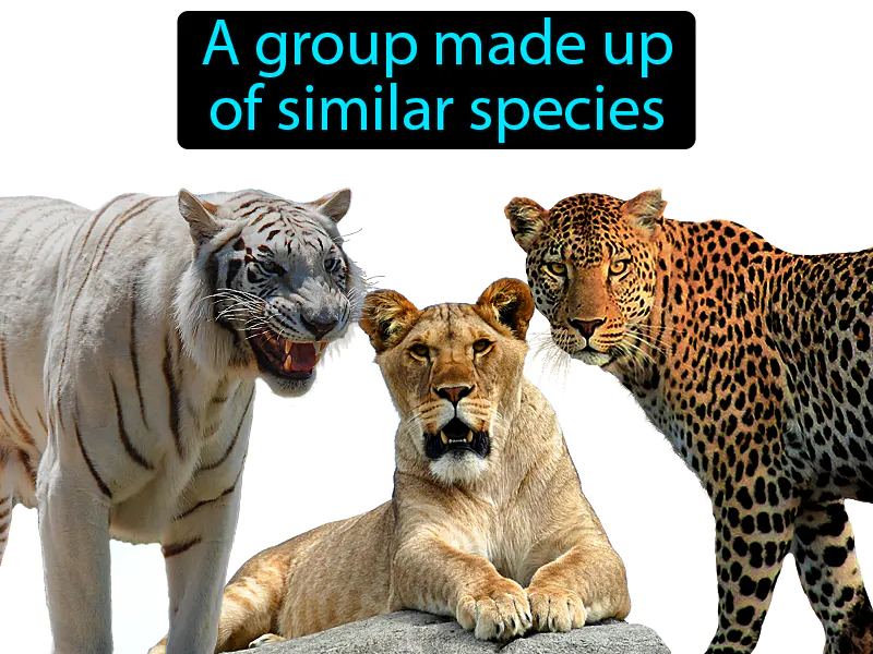 Genus Definition Genus Definition