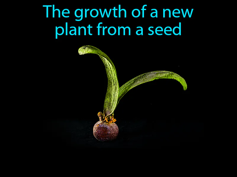 Germination Definition Germination Definition