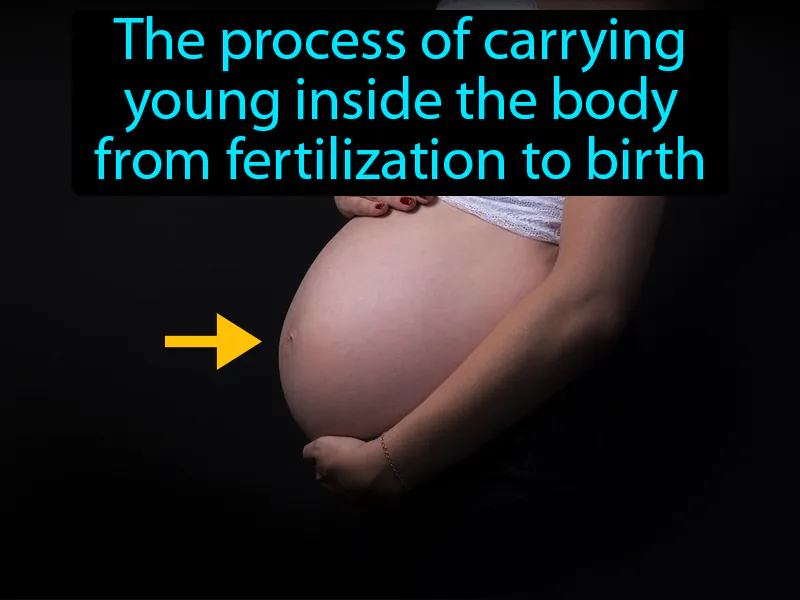 Gestation Definition Gestation Definition