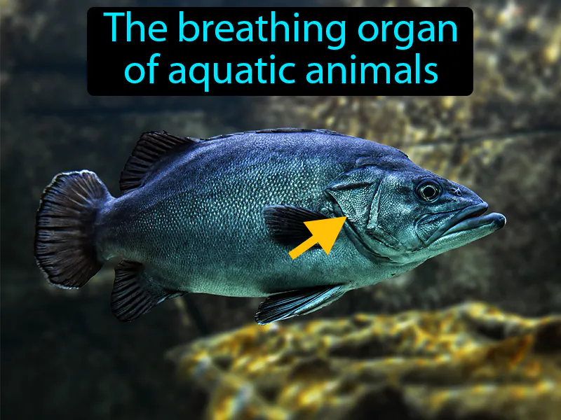 Gill Definition Gill Definition