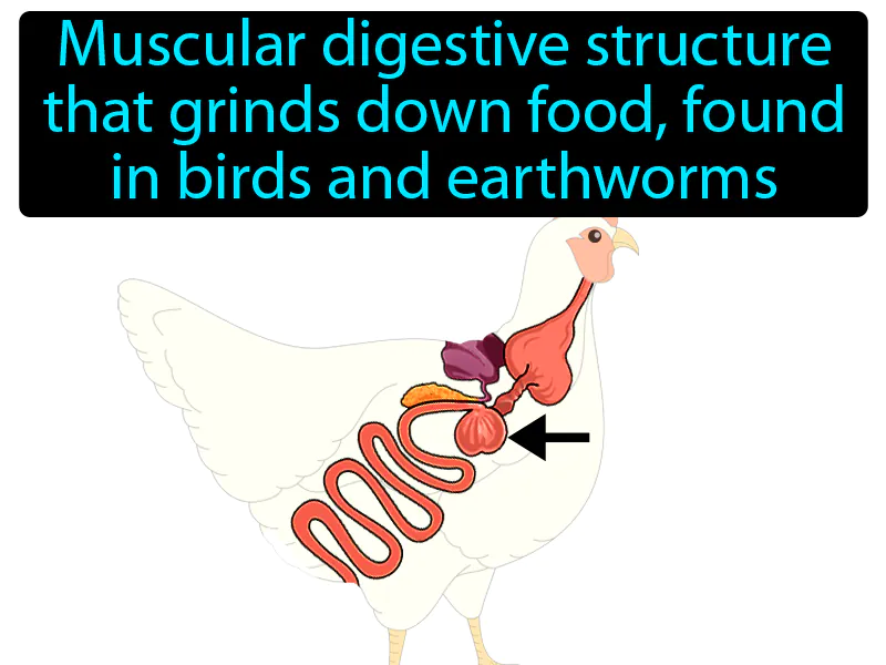 Gizzard Definition Gizzard Definition