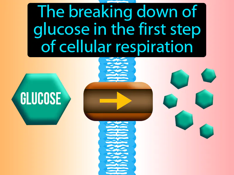 Glycolysis Definition Glycolysis Definition