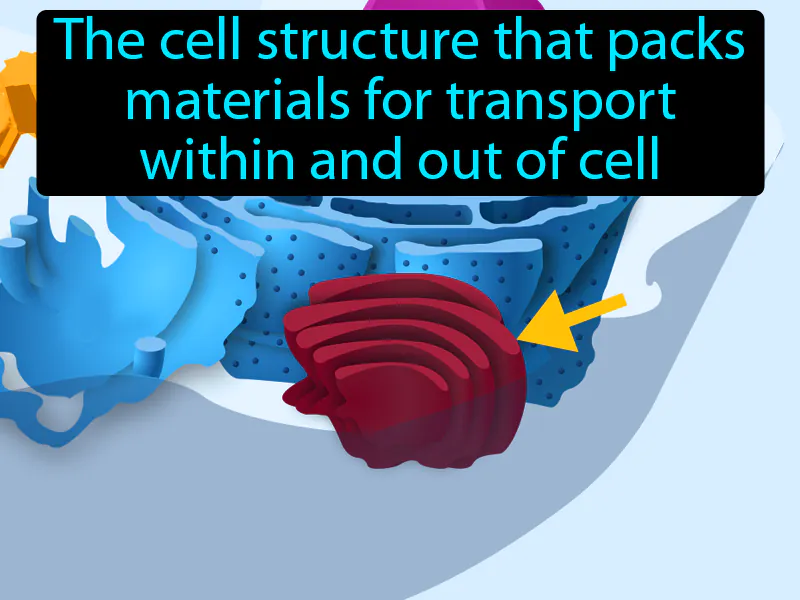 Golgi Body Definition Golgi Body Definition