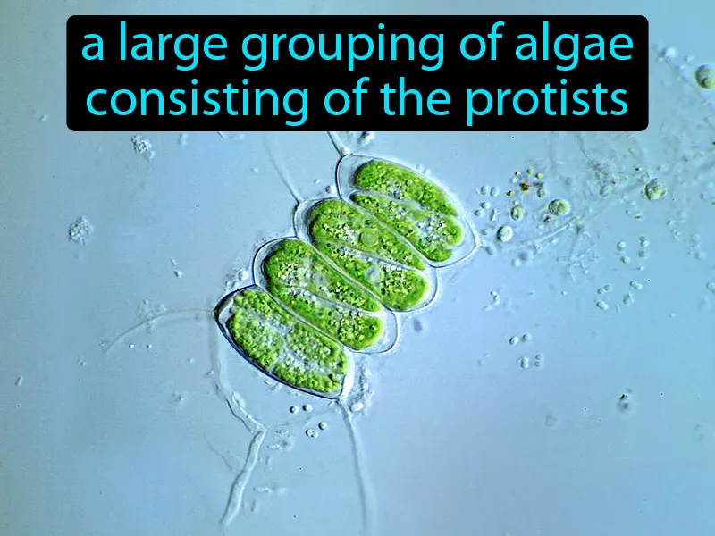 Green Algae Definition Green Algae Definition